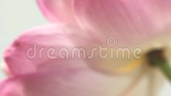 粉红色的莲花在灰色的背景上旋转视频的预览图