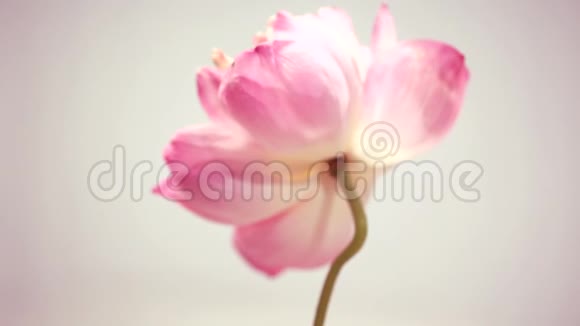 粉红色的莲花在灰色的背景上旋转视频的预览图