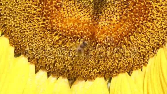 向日葵上的蜜蜂靠近视频的预览图