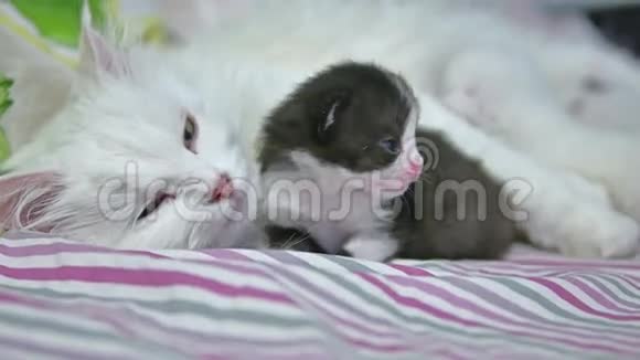 小黑猫和一只白母猫躺在宠物床上视频的预览图