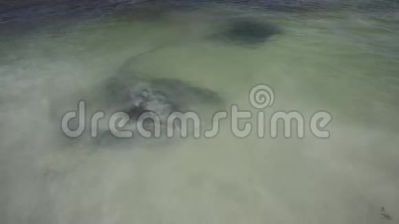 哈梅林湾的鹰雷视频的预览图