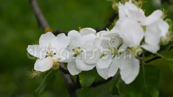 在风中吹过的苹果树枝上开着朵朵白色的花视频的预览图