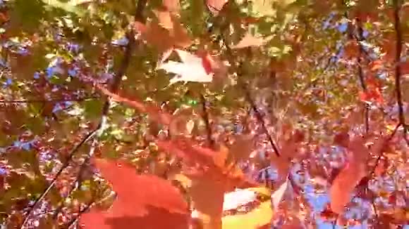 枫叶在风中飘扬视频的预览图