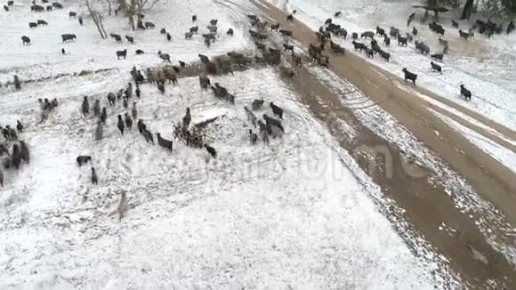 一群山羊正穿过白雪覆盖的森林寻找食物空中拍摄视频4k视频的预览图