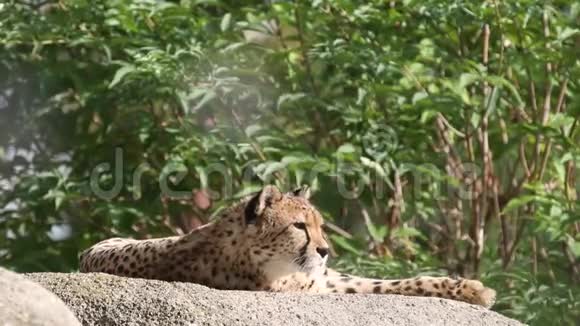 猎豹阿奇诺尼克斯朱帕特斯懒洋洋地躺在岩石上美丽的猫被圈养在动物园里视频的预览图