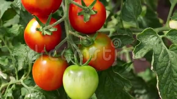生长在温室灌木上的番茄视频的预览图
