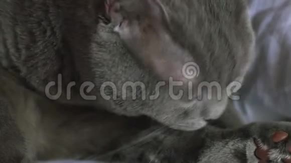 清洗和清洗英国短毛灰猫视频的预览图