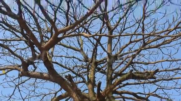 干枯的树枝和天空视频的预览图