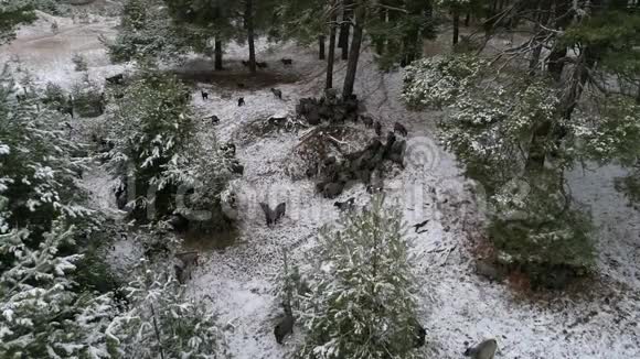 一群山羊正穿过白雪覆盖的森林寻找食物空中拍摄视频4k视频的预览图