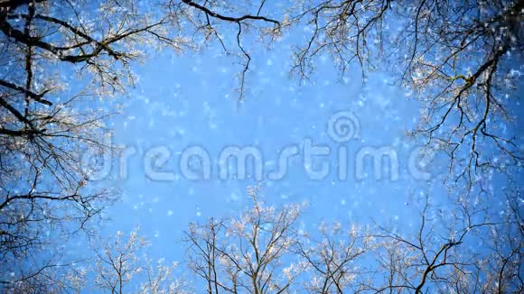 树枝和飘落的雪视频的预览图