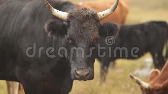 一群牛在一片山地草地上视频的预览图
