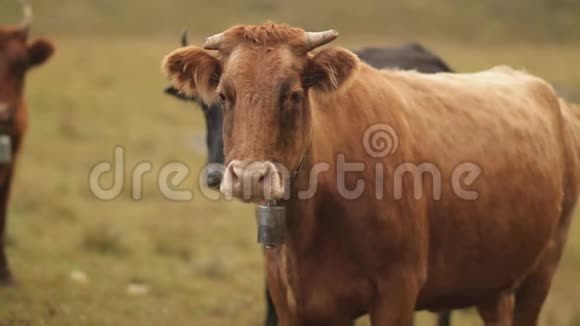 一群牛在一片山地草地上视频的预览图