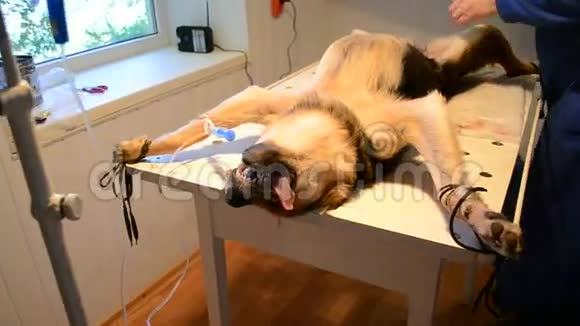 有舌头的狗在桌子上麻醉视频的预览图