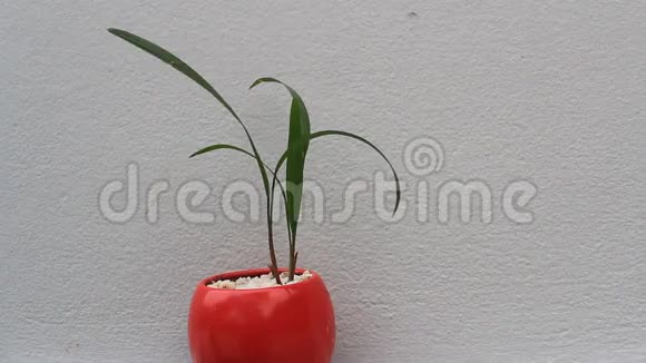 红色花瓶里的绿色植物视频的预览图