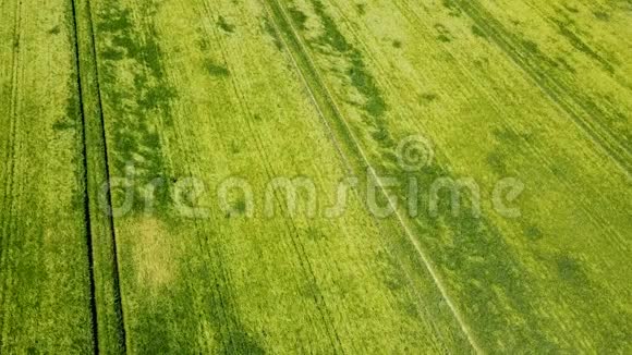 在美丽的农田里飞过绿色的小麦阳光照亮了田野绿色麦田视频的预览图