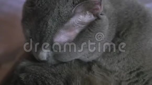 清洗和清洗英国短毛灰猫视频的预览图