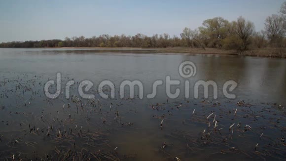 平静的河流和灌木丛视频的预览图