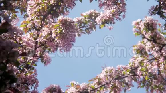 日本樱花浅深的樱花在蓝天的映衬下绽放出白色和紫色视频的预览图