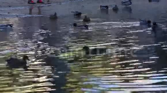 鸭子在美丽的自然湖游泳和享受视频的预览图