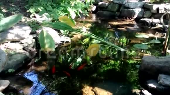 对黑斯堡植物园锦鲤池的思考视频的预览图