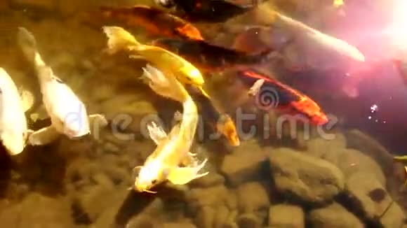 波德瓦技术植物园的游泳锦鲤视频的预览图
