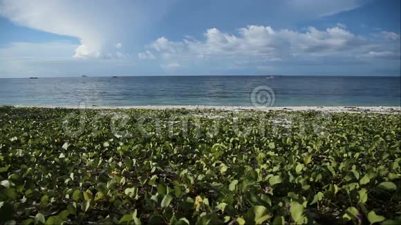 热带海滩覆盖着绿色植被视频的预览图