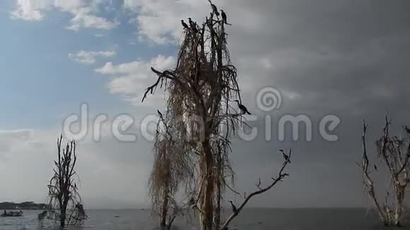 奈瓦沙湖周围的鸟生活视频的预览图