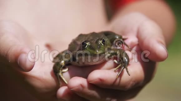 河岸上一只孩子手中的绿蛙慢动作视频的预览图