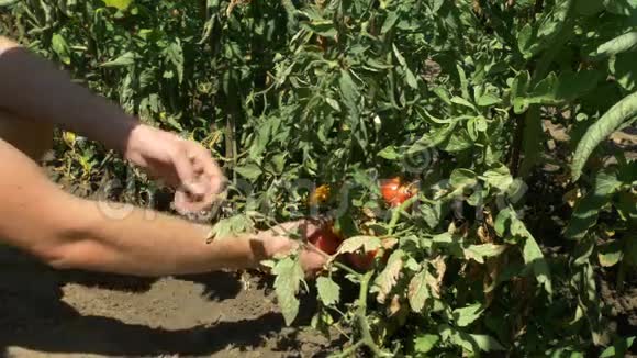 有机新鲜蔬菜和水果人们在家庭花园里收获西红柿视频的预览图