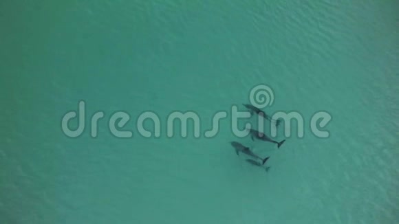 空中拍摄的海豚旅行视频的预览图