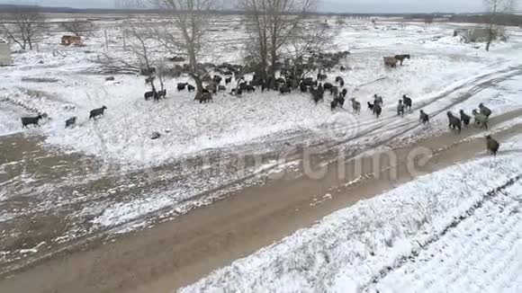 一群山羊正穿过白雪覆盖的森林寻找食物空中拍摄视频4k视频的预览图