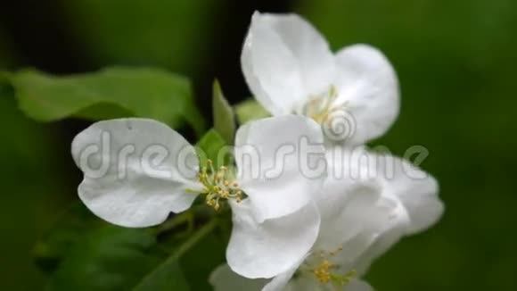 春天的时候苹果树开着一朵朵白色的花在风中飘扬视频的预览图