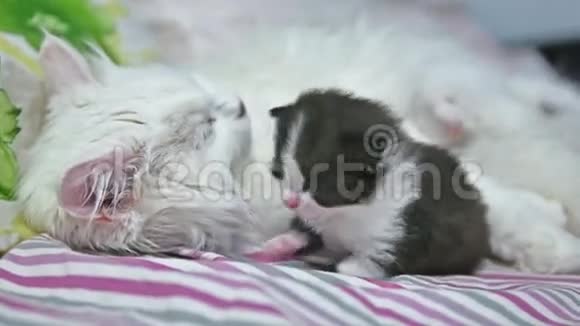 小黑猫和一只白猫躺在床上宠物视频的预览图