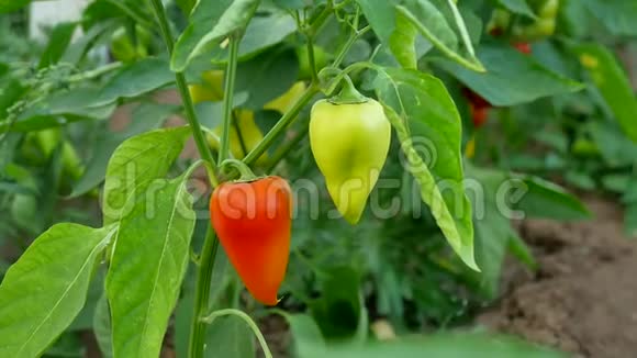 花园里种着红辣椒和青椒日落时在花园农业中生长的红辣椒和青椒视频的预览图