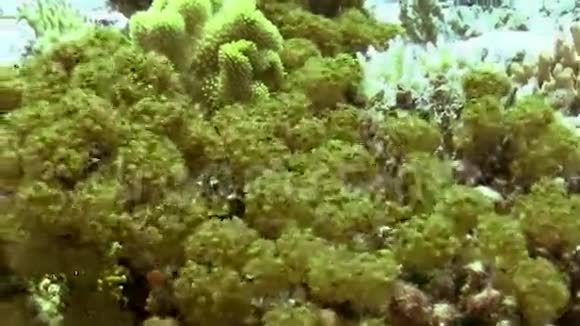 红脉软珊瑚视频的预览图