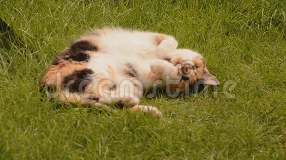 草地上的睡猫视频的预览图