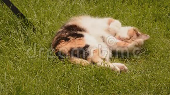 草地上的睡猫视频的预览图