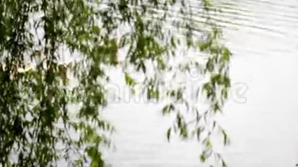 池塘里的家鹅视频的预览图