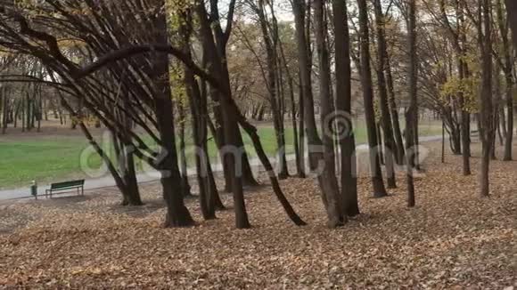 美丽的初秋公园视频的预览图