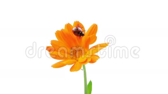 瓢虫在格伯橙花上行走视频的预览图