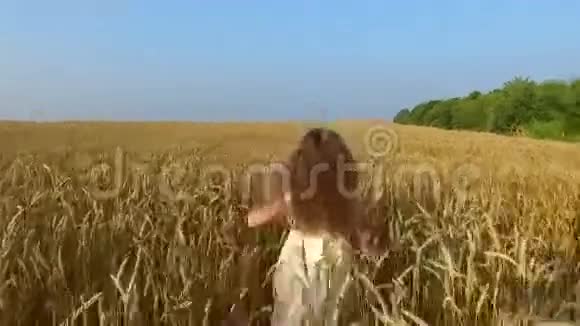 小女孩在麦田里移动小麦变黄了很快它就会开始收割了视频的预览图