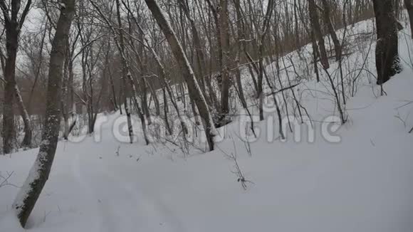霜冻干燥的大自然树枝冬天的风景在户外下雪的森林俄罗斯视频的预览图