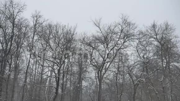 霜冻干燥的树枝冬天的大自然户外风景在白雪皑皑的森林俄罗斯视频的预览图
