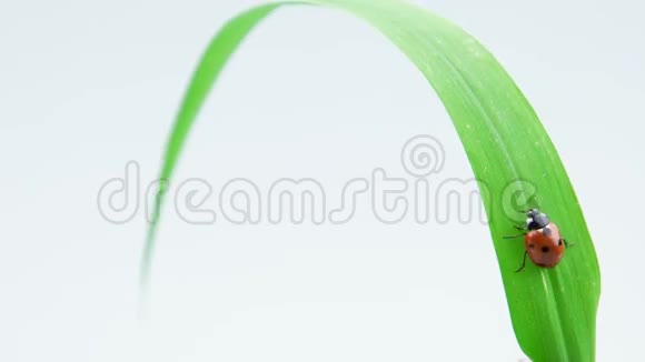 一只瓢虫走在青草的绿叶上视频的预览图