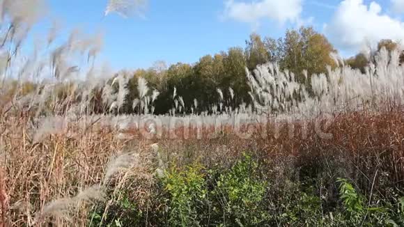 秋天一根羽毛草在风的吹拂下摇动着天空和树木视频的预览图