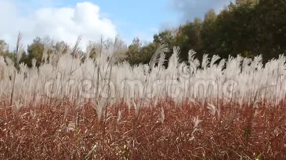 在天空和树木的映衬下一片羽毛般的草地在风中摇曳视频的预览图