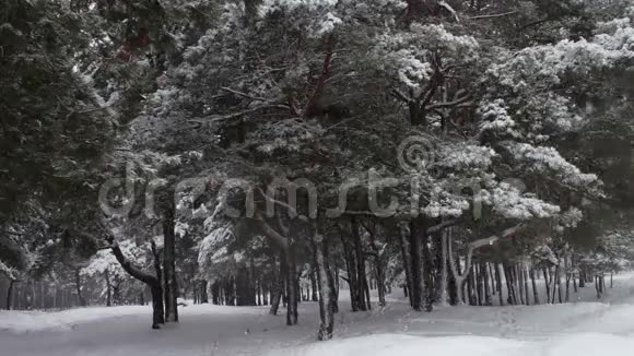 下雪的森林覆盖着树木和松树的枝条视频的预览图