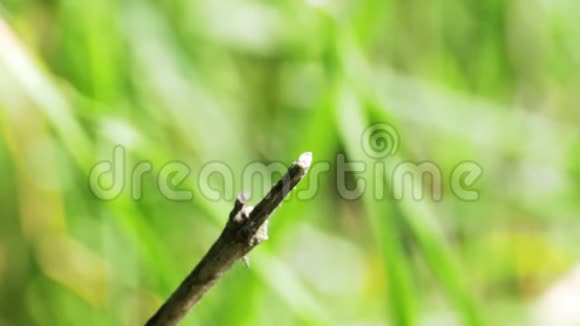 绿色植物背景下枝上的蜻蜓视频的预览图