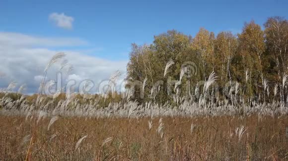 秋天一根羽毛草在风的吹拂下摇动着天空和树木视频的预览图