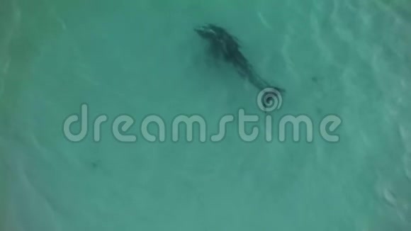 空中拍摄的海豚旅行视频的预览图